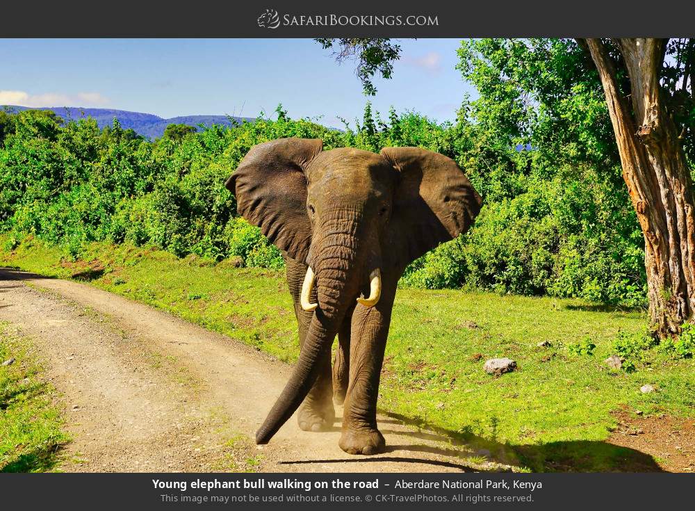 Young elephant bull walking on the road in Aberdare National Park, Kenya