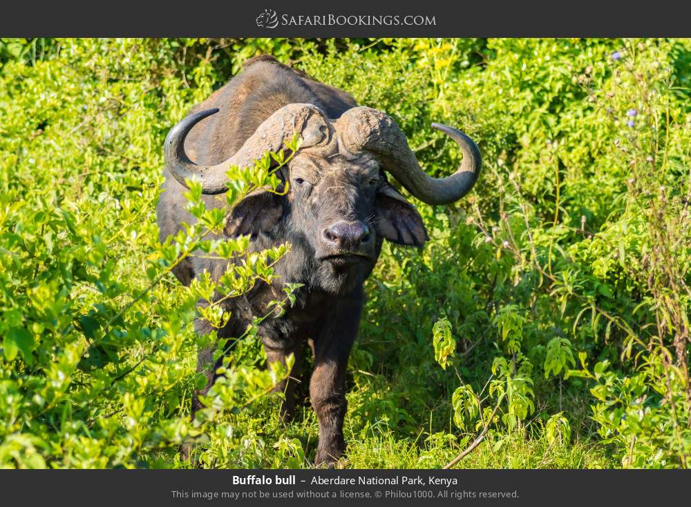 Buffalo bull in Aberdare National Park, Kenya