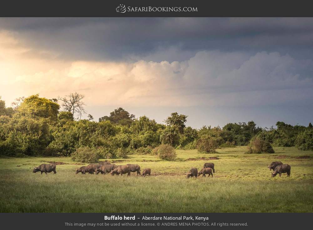 Buffalo herd in Aberdare National Park, Kenya