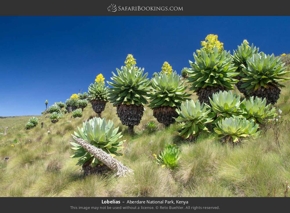 Lobelias in Aberdare National Park, Kenya