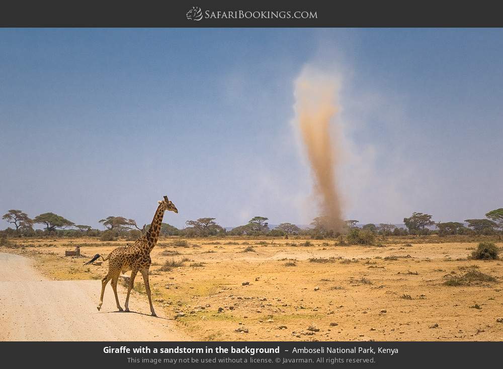 Giraffe with a sandstorm in the background in Amboseli National Park, Kenya