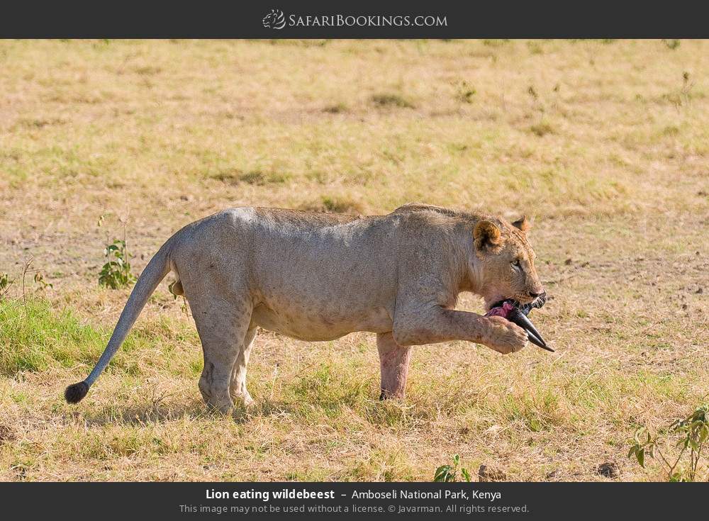 Lion eating wildebeest in Amboseli National Park, Kenya