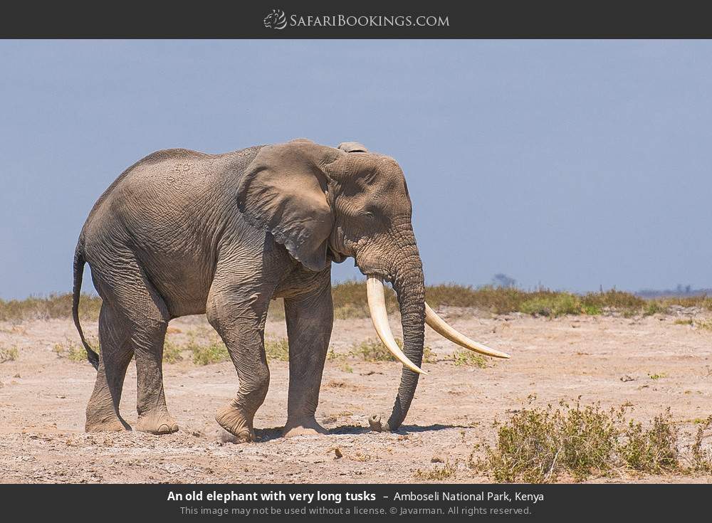 An old elephant with very long tusks in Amboseli National Park, Kenya