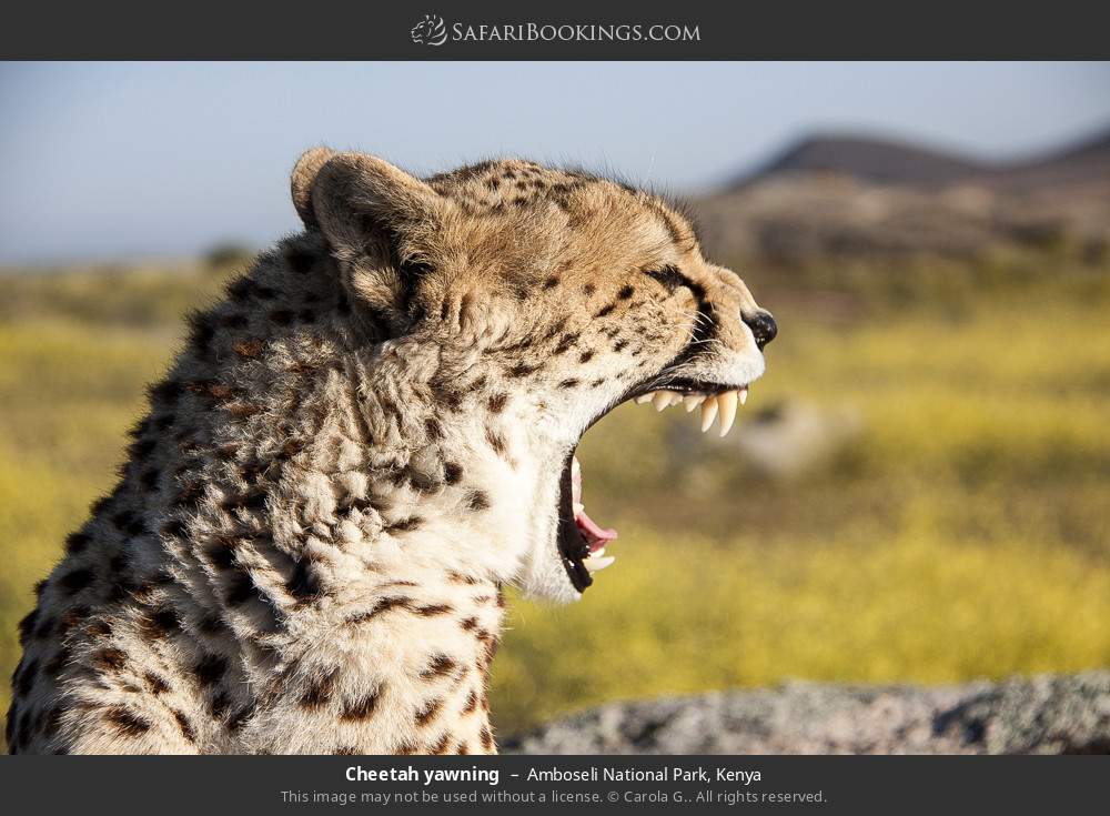 Cheetah yawning in Amboseli National Park, Kenya