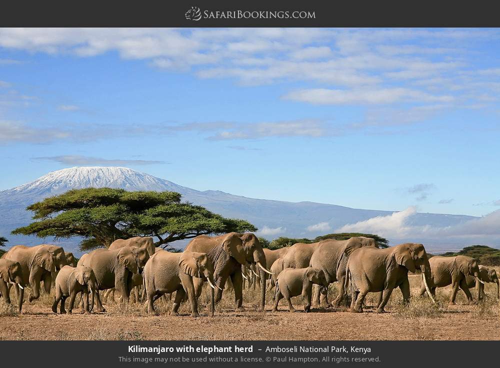 Kilimanjaro with elephant herd in Amboseli National Park, Kenya