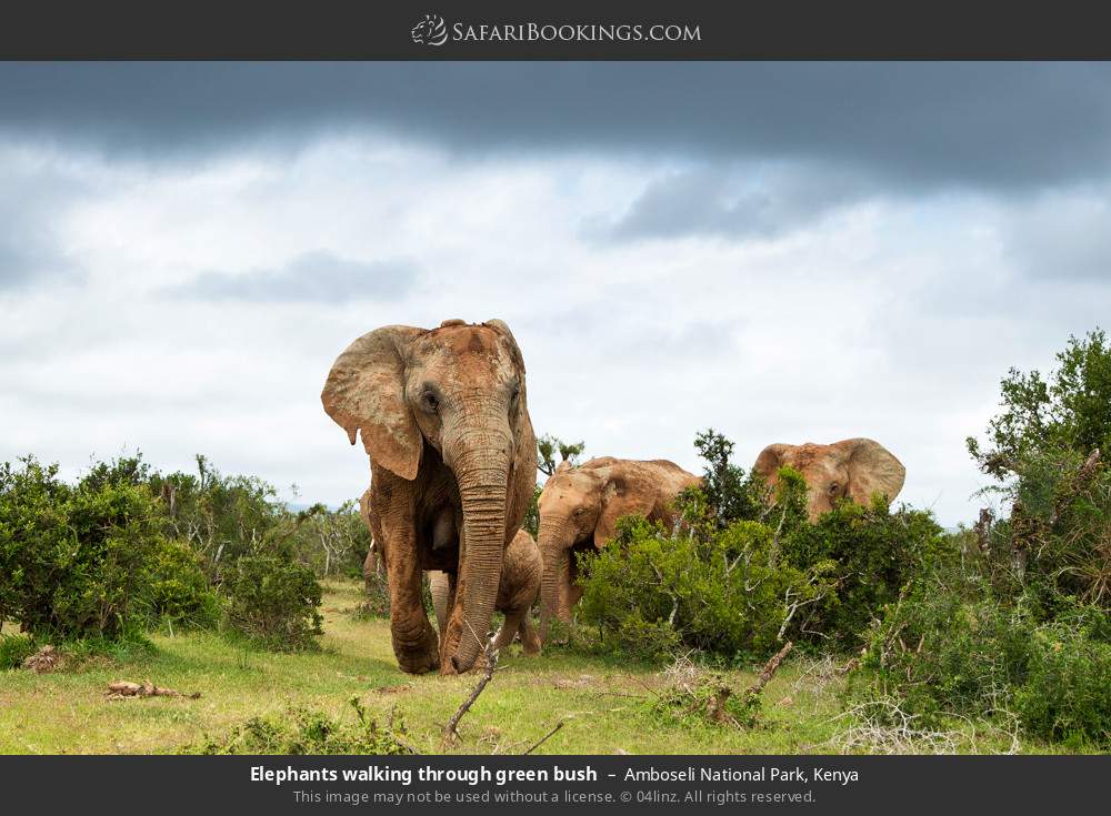 Elephants walking through green bush in Amboseli National Park, Kenya