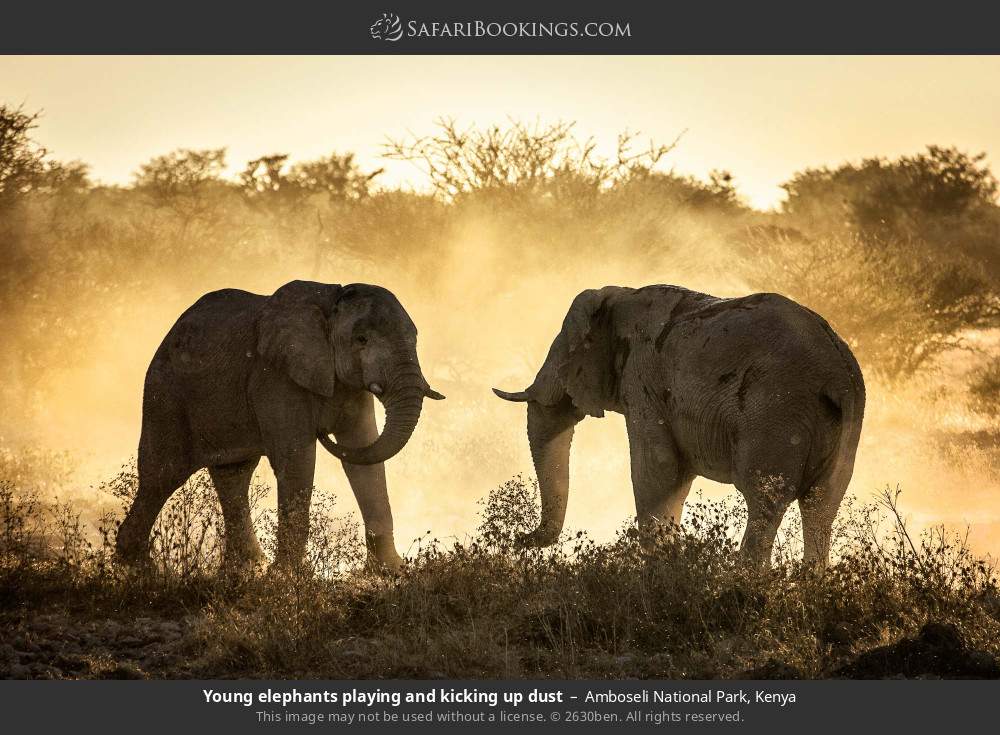 Young elephants playing and kicking up dust in Amboseli National Park, Kenya