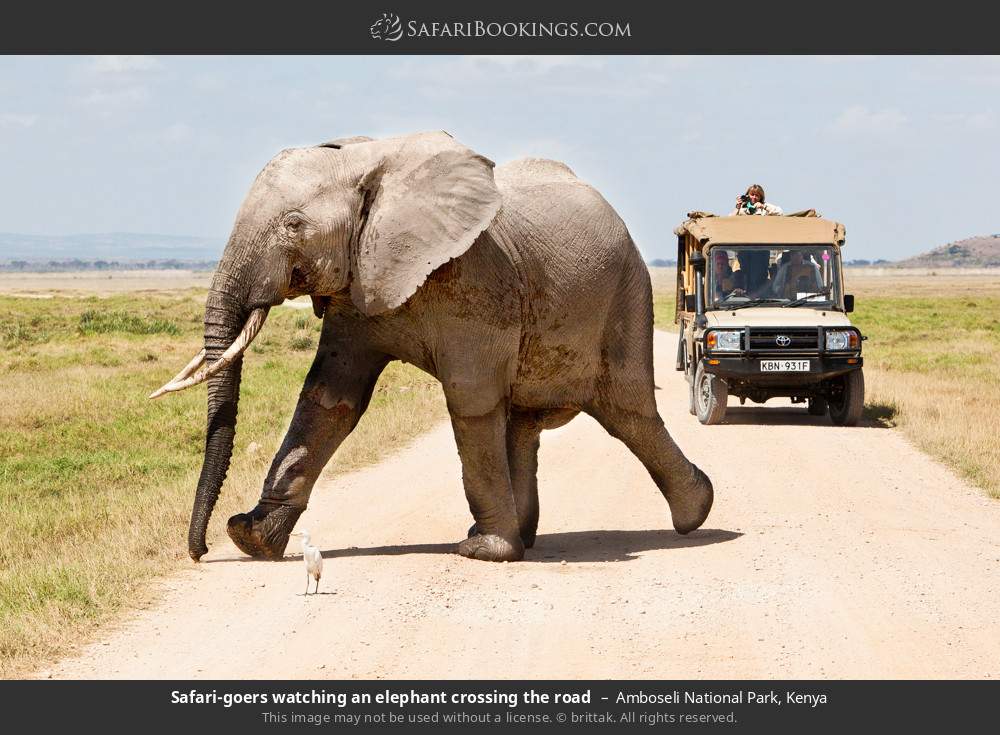 Safari-goers watching an elephant crossing the road in Amboseli National Park, Kenya