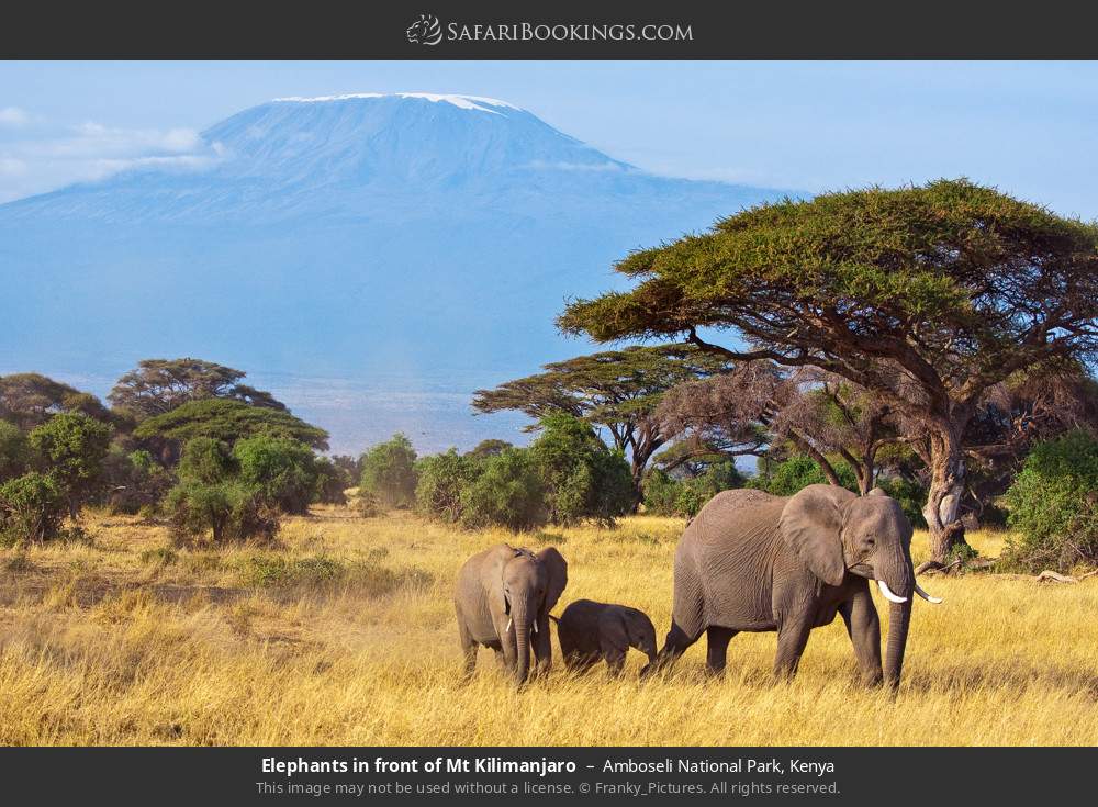 Elephants in front of Mt Kilimanjaro in Amboseli National Park, Kenya