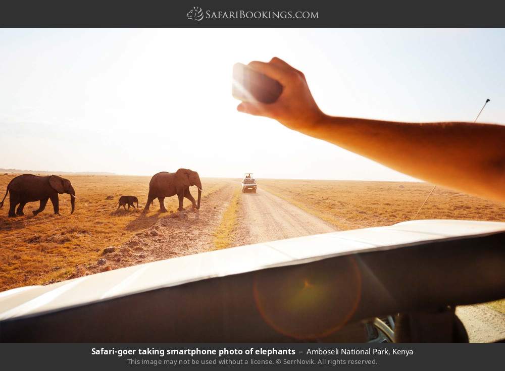 Safari-goer taking smartphone photo of elephants in Amboseli National Park, Kenya