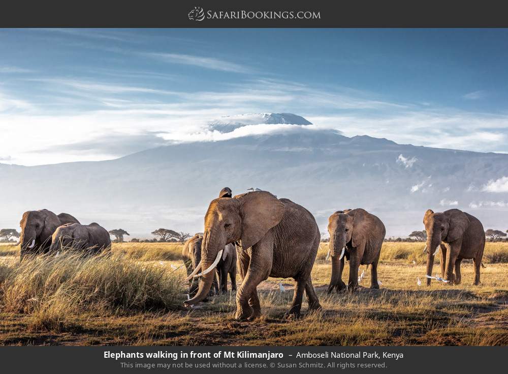 Elephants walking in front of Mt Kilimanjaro in Amboseli National Park, Kenya