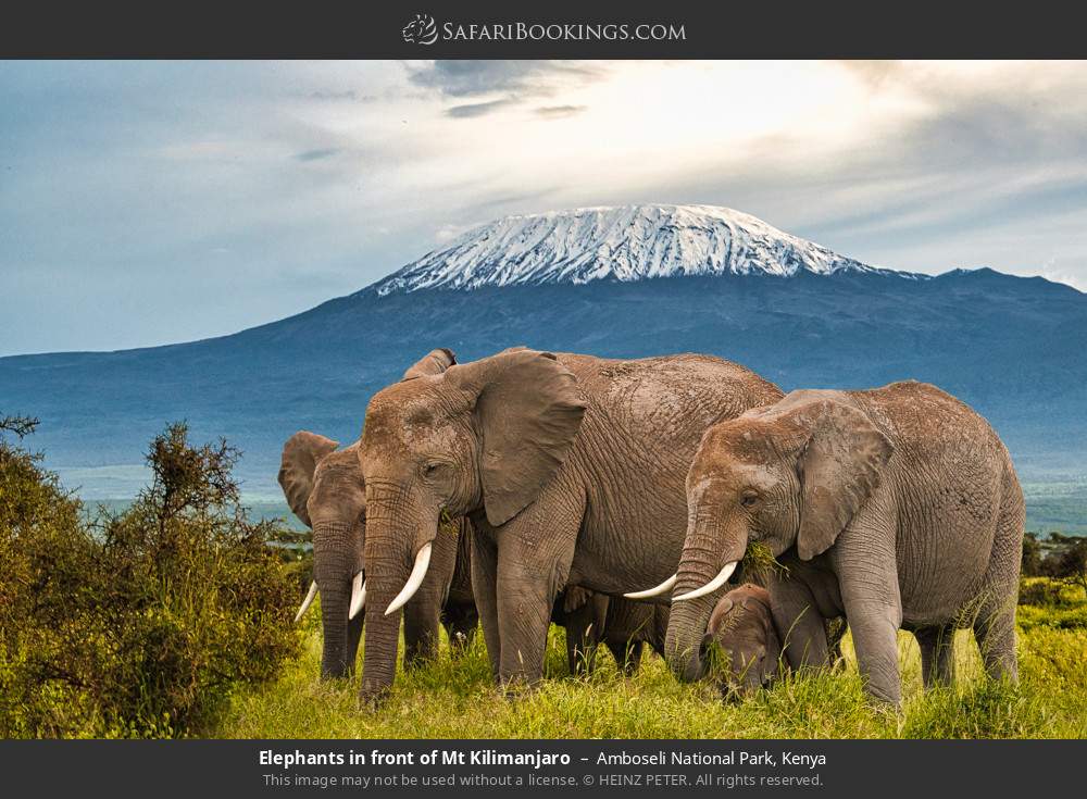 Kenya Safari: 3-Day Budget Elephant Safari