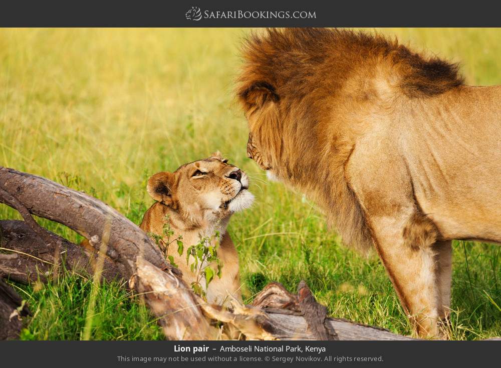 Pair of lions in Amboseli National Park, Kenya