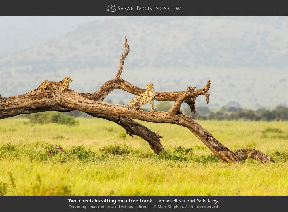 Two cheetahs sitting on a tree trunk in Amboseli National Park, Kenya