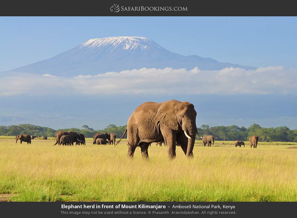 Kenya Safari: 7-Day Mara, Nakuru & Amboseli 4X4 Epic Group Safari