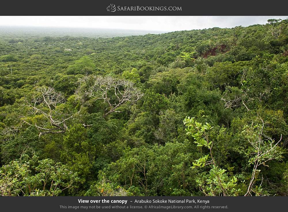 View over the canopy in Arabuko Sokoke Forest Reserve, Kenya