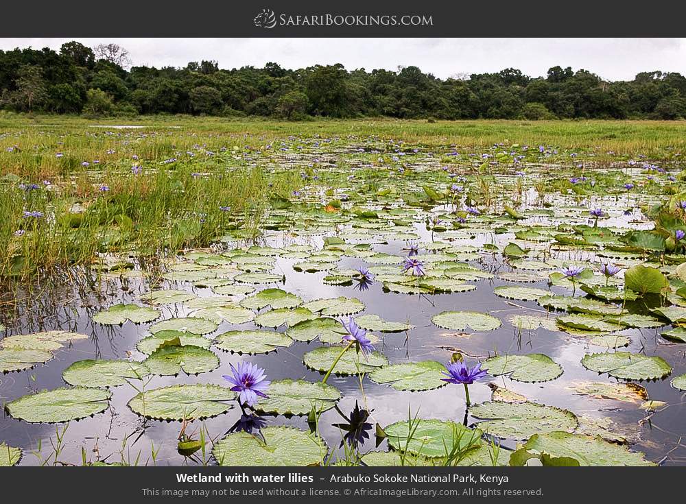 Wetland with water lilies in Arabuko Sokoke Forest Reserve, Kenya
