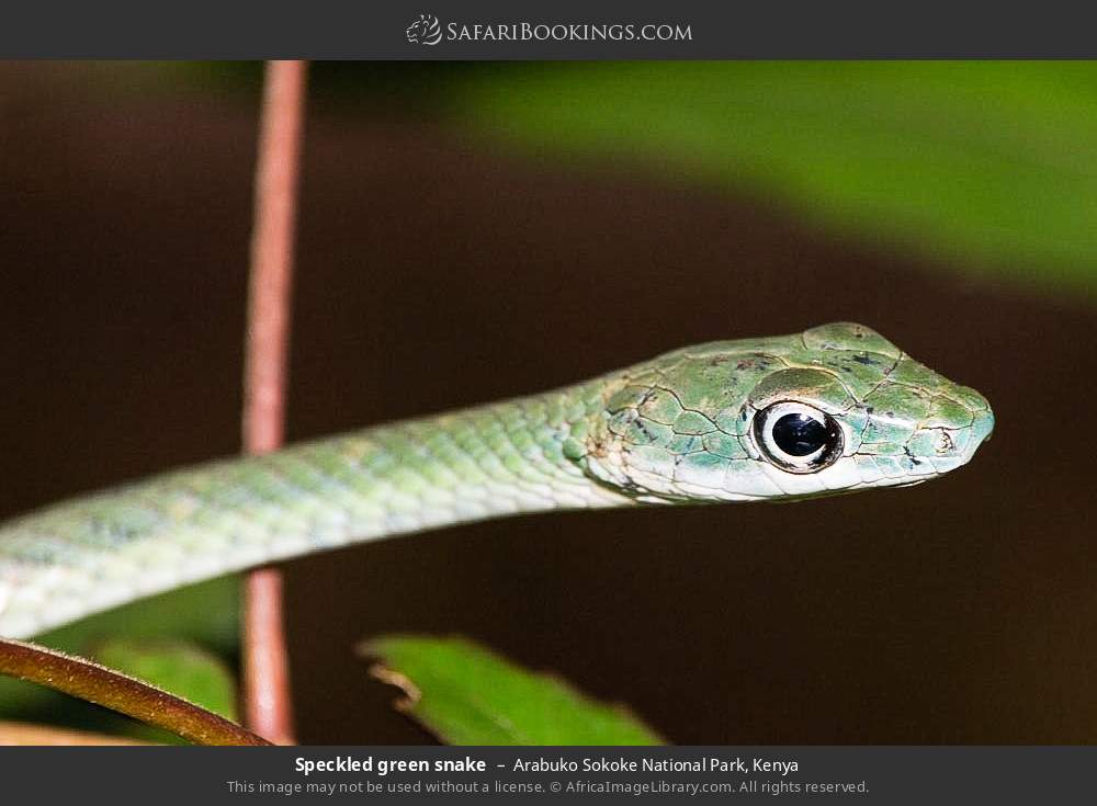 Speckled green snake in Arabuko Sokoke Forest Reserve, Kenya