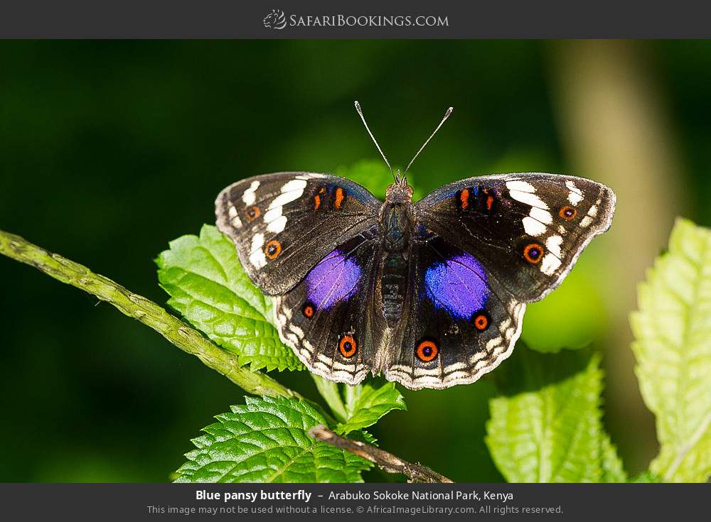 Blue pansy butterfly in Arabuko Sokoke Forest Reserve, Kenya