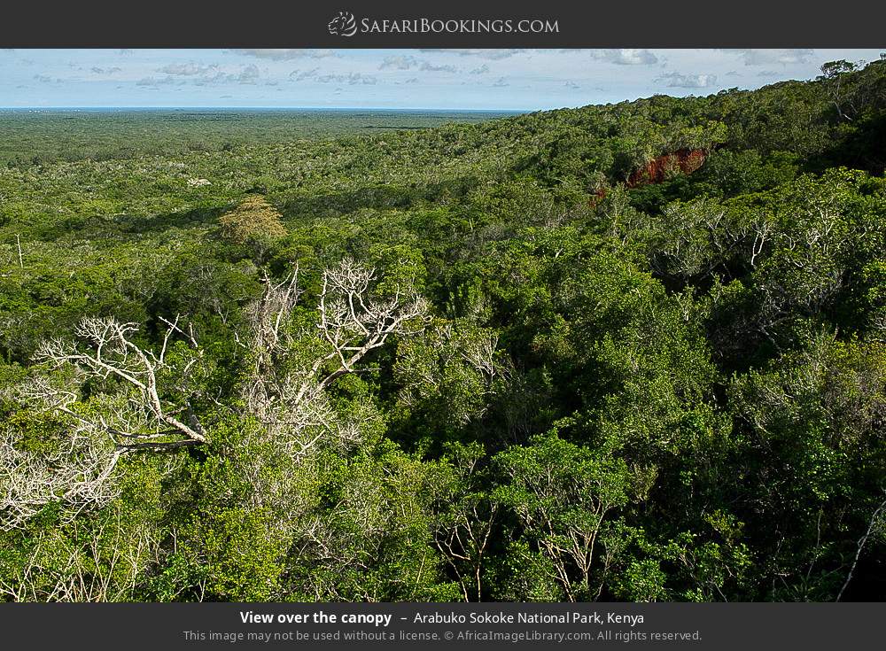 View over the canopy in Arabuko Sokoke Forest Reserve, Kenya