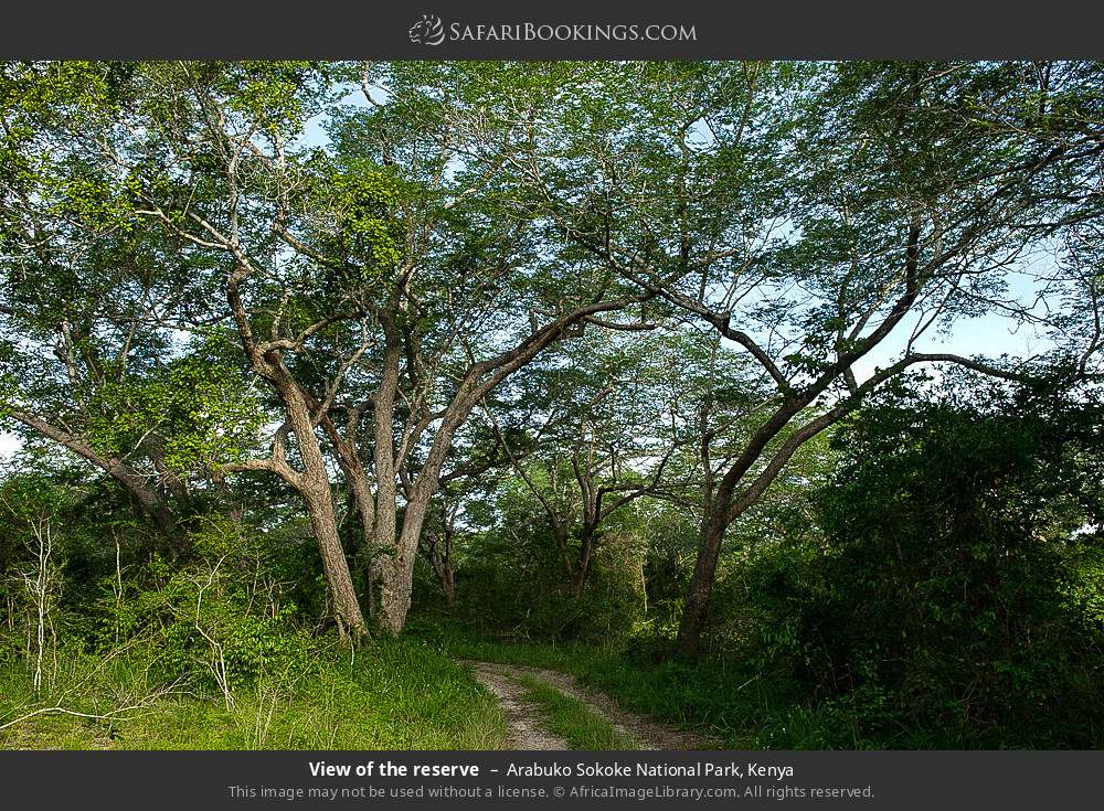 View of the reserve in Arabuko Sokoke Forest Reserve, Kenya