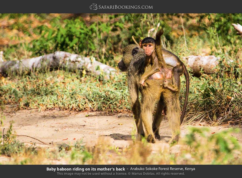 Baby baboon riding on its mother's back in Arabuko Sokoke Forest Reserve, Kenya