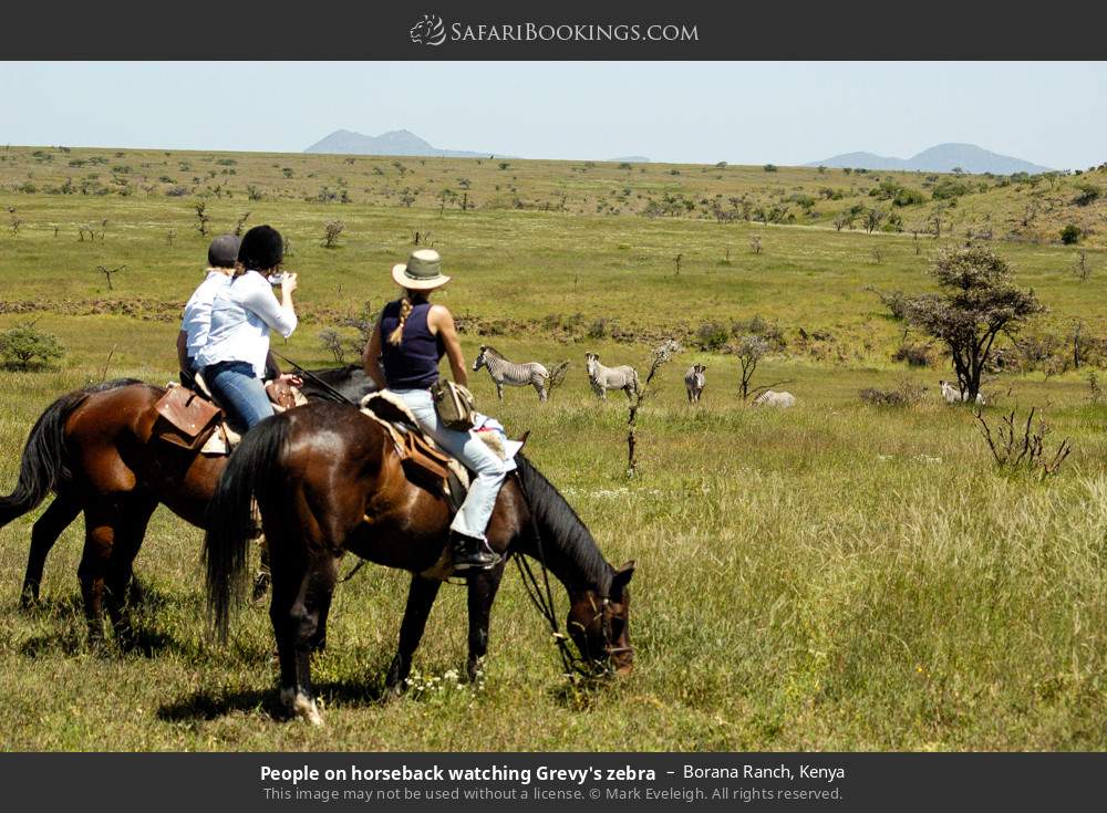 People on horseback watching Grevy’s zebras in Borana Conservancy, Kenya