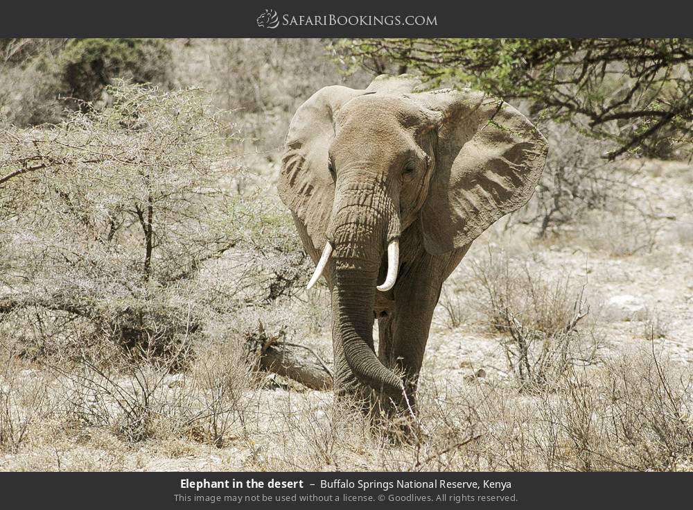 Elephant in Buffalo Springs National Reserve, Kenya