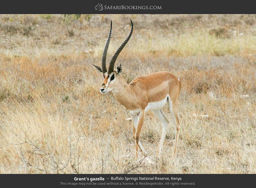 Grant's gazelle in Buffalo Springs National Reserve, Kenya