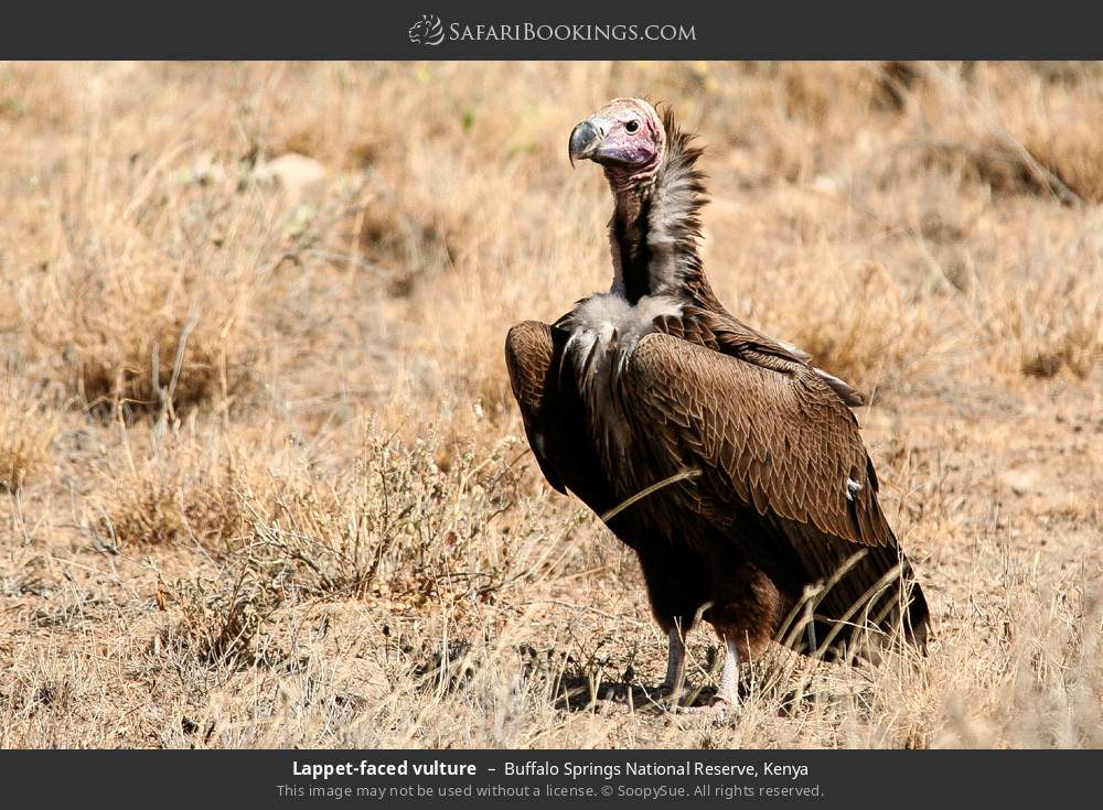 Lappet-faced vulture in Buffalo Springs National Reserve, Kenya