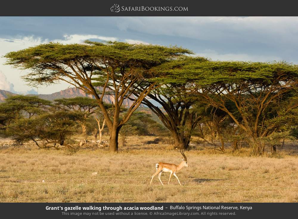 Grant’s gazelle walking through acacia woodland in Buffalo Springs National Reserve, Kenya