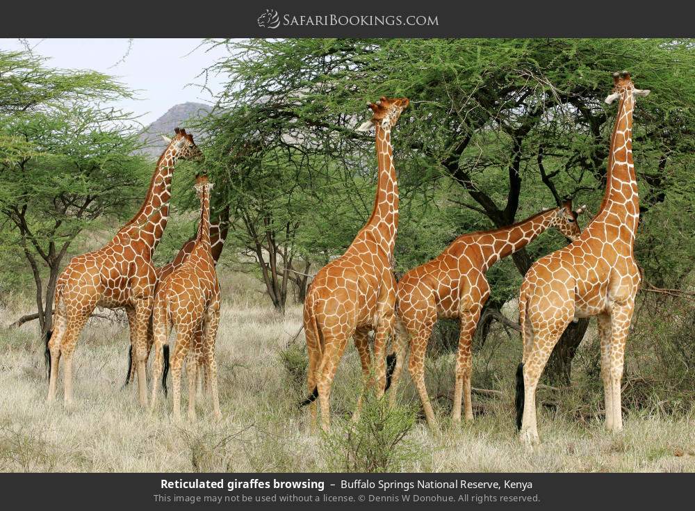 Reticulated giraffes browsing in Buffalo Springs National Reserve, Kenya