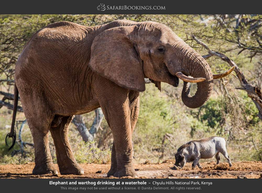 Elephant and warthog drinking at a waterhole in Chyulu Hills National Park, Kenya