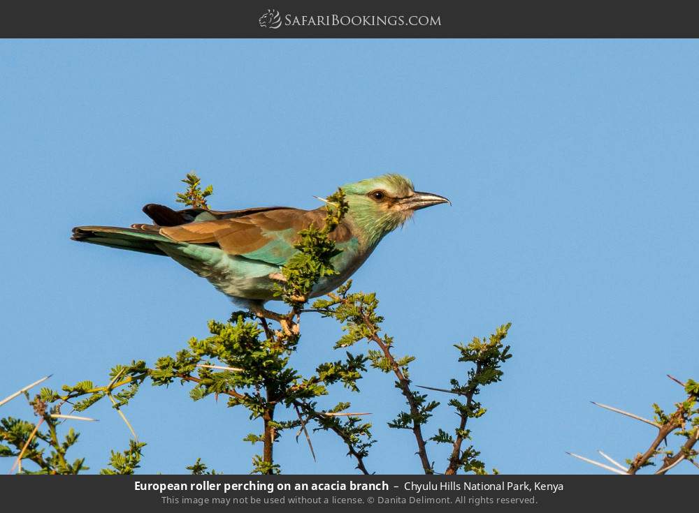 European roller perching on an acacia branch in Chyulu Hills National Park, Kenya