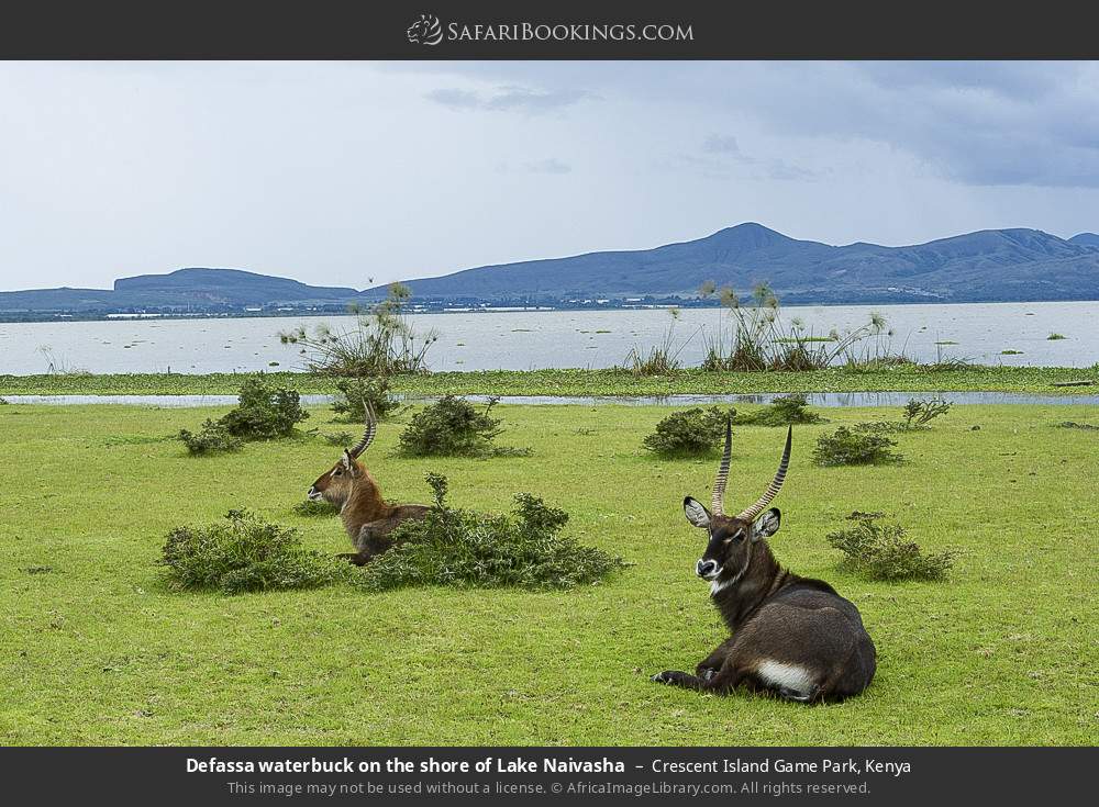 Defassa waterbuck on the shore of Lake Naivasha in Crescent Island Game Park, Kenya