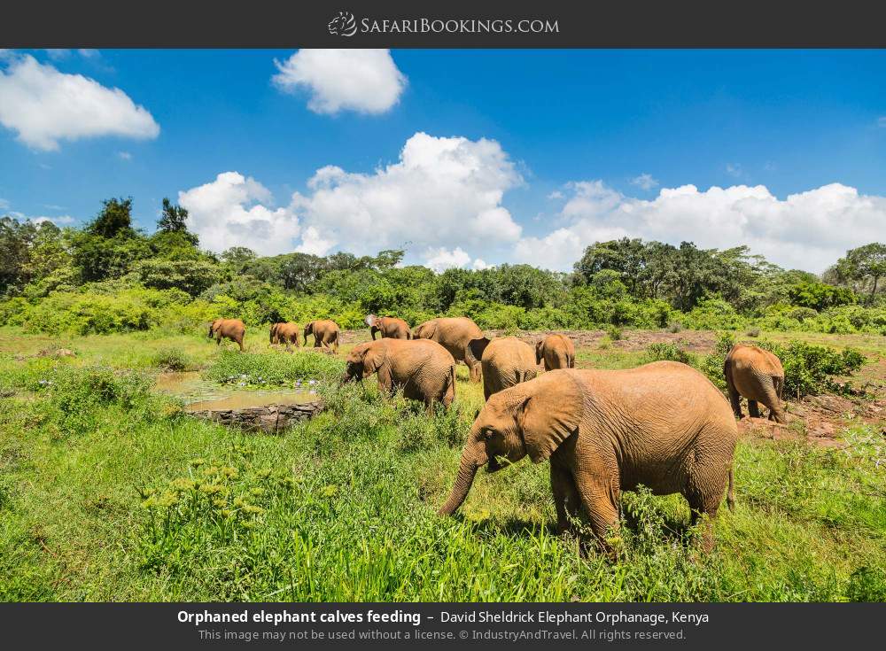 Orphaned elephant calves feeding in David Sheldrick Elephant Orphanage, Kenya