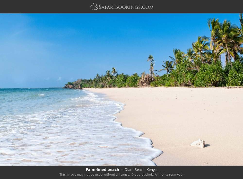 Palm-lined beach in Diani Beach, Kenya