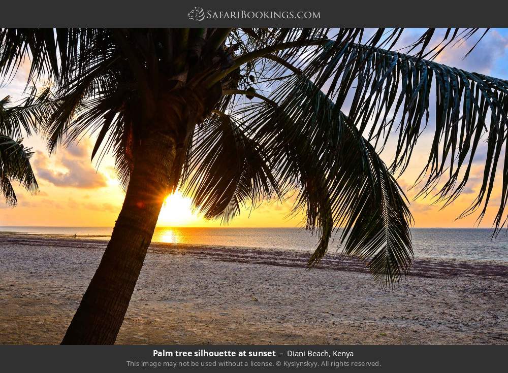 Palm tree silhouette at sunset in Diani Beach, Kenya