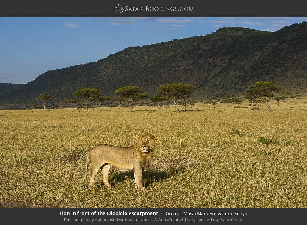 Lion in front of the Oloololo escarpment in Greater Masai Mara Ecosystem, Kenya