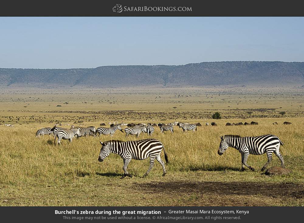 Plains zebra during the great migration in Greater Masai Mara Ecosystem, Kenya