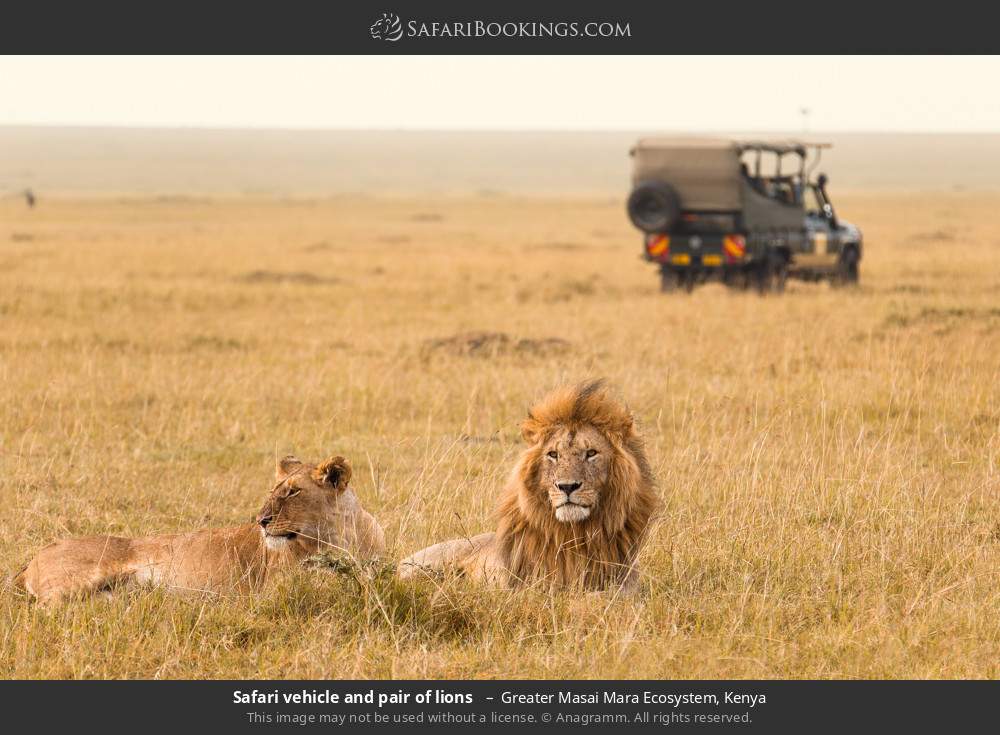 Safari vehicle and a pair of lions in Greater Masai Mara Ecosystem, Kenya