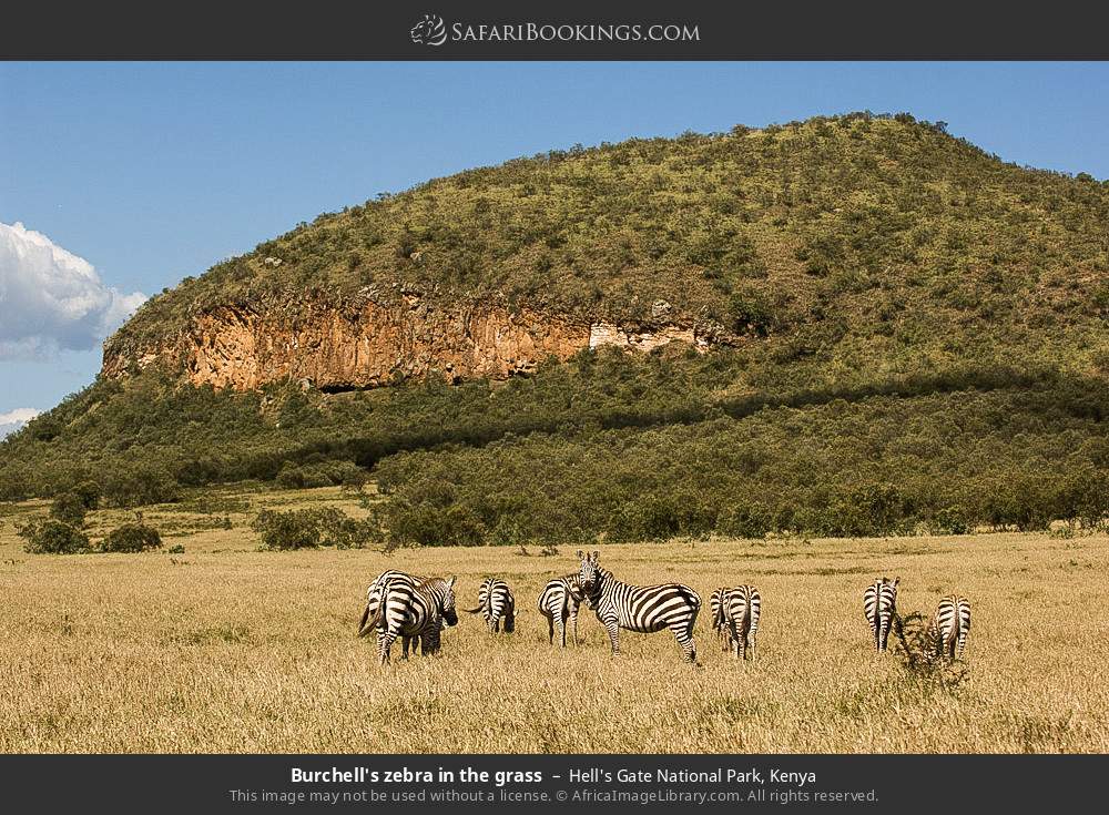 Plains zebras in the grass in Hell's Gate National Park, Kenya