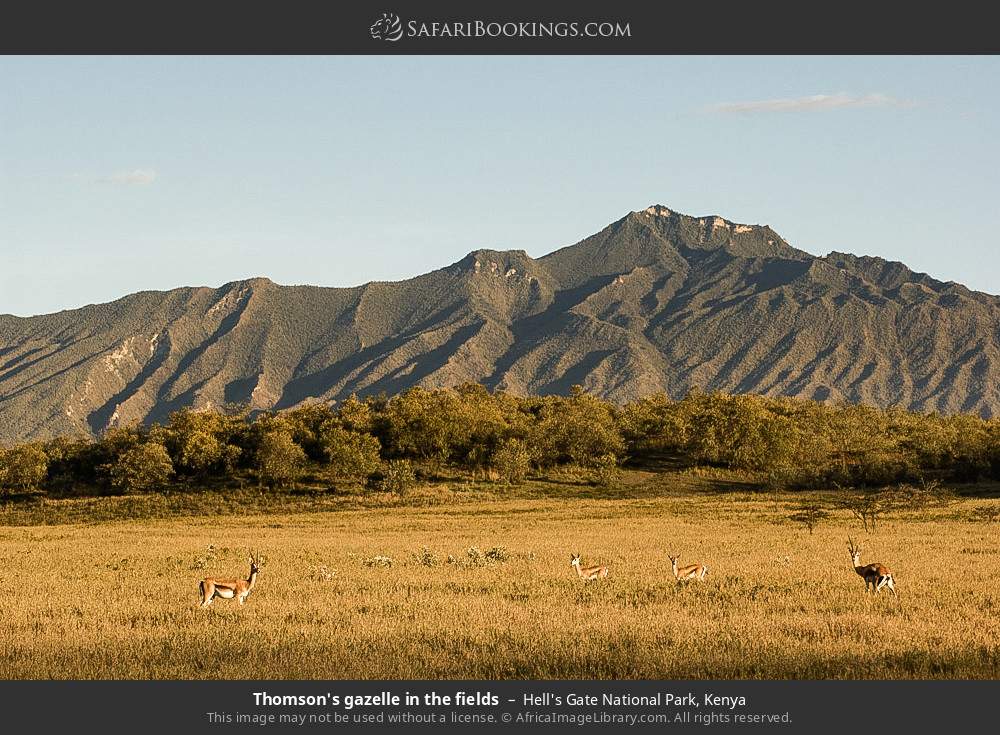Thomson's gazelles in the fields in Hell's Gate National Park, Kenya