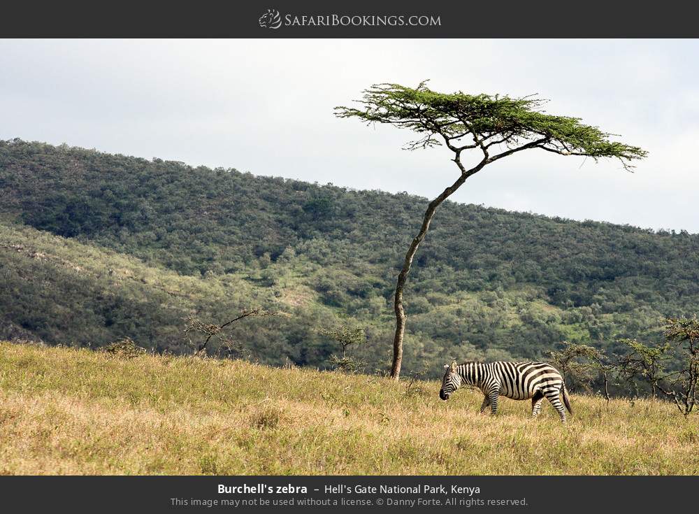Plains zebra in Hell's Gate National Park, Kenya