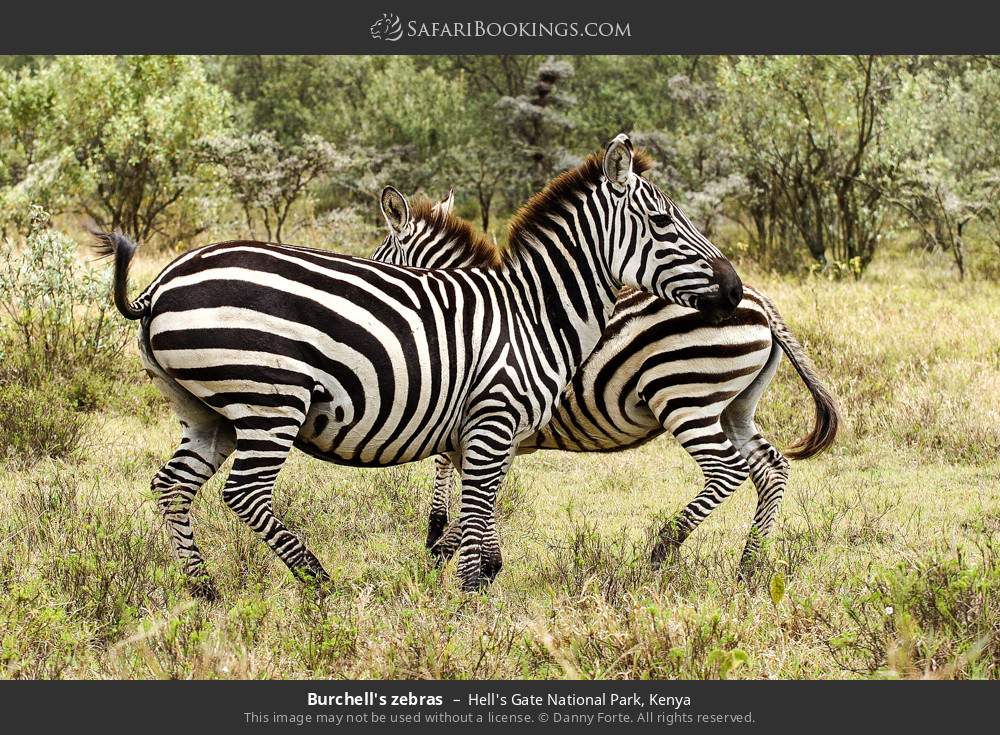 Plains zebras in Hell's Gate National Park, Kenya
