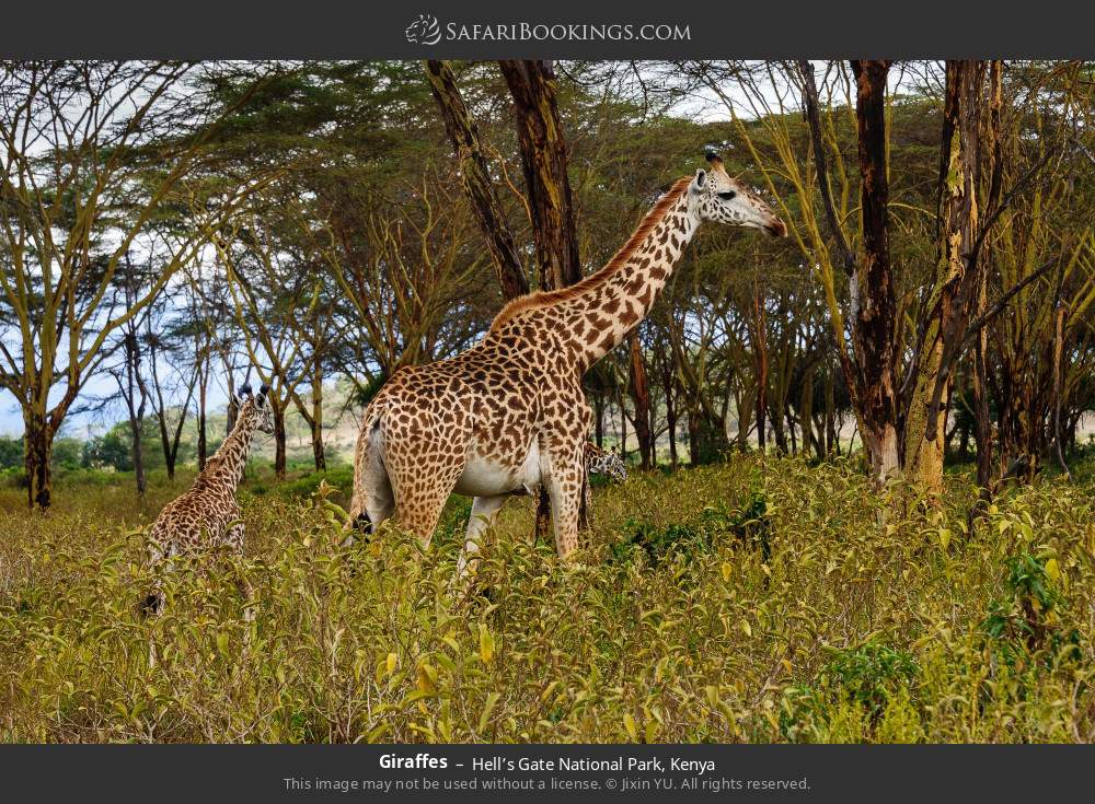 Giraffes in Hell’s Gate National Park, Kenya