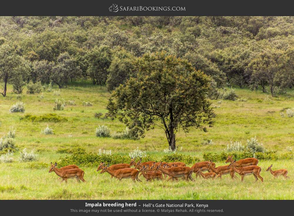 Impala breeding herd in Hell’s Gate National Park, Kenya