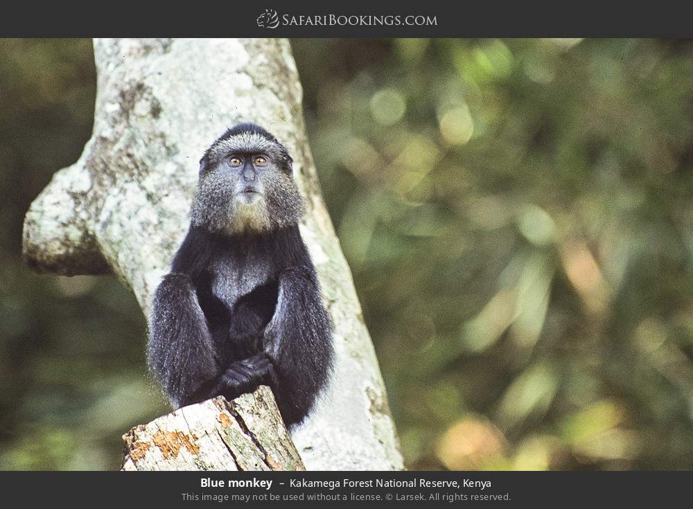 Blue monkey in Kakamega Forest, Kenya