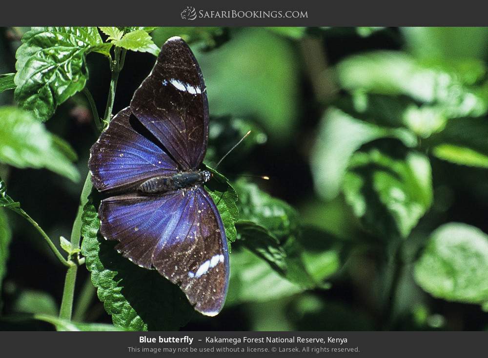 Blue butterfly in Kakamega Forest, Kenya