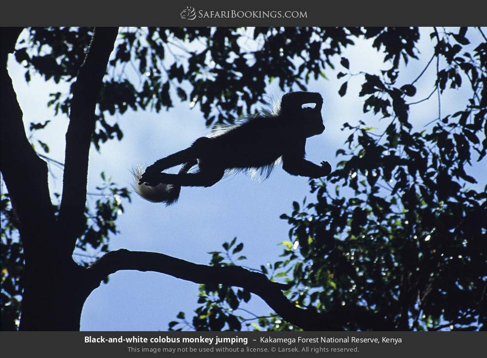 Black-and-white colobus monkey jumping in Kakamega Forest, Kenya